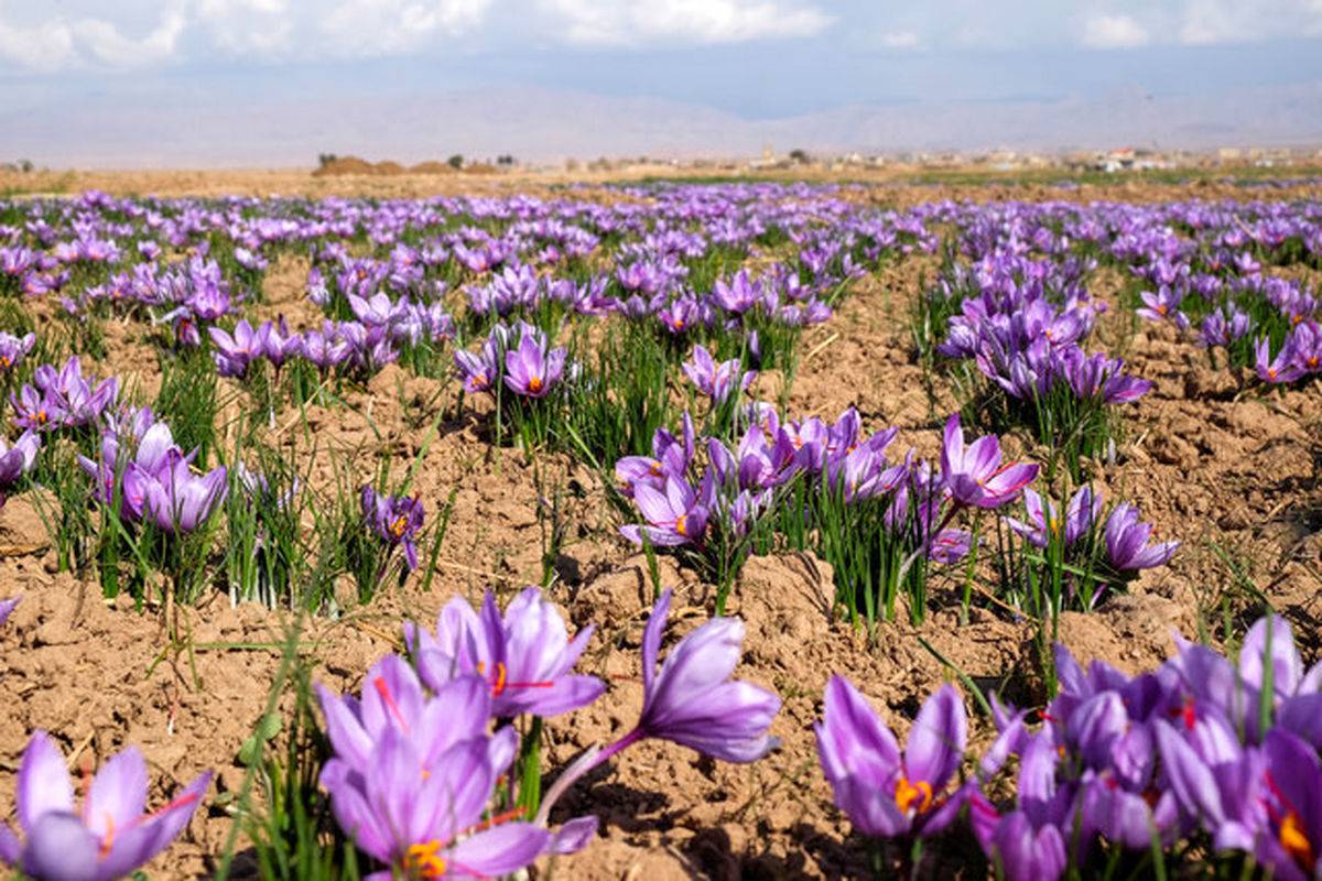 زعفران لوکس و درجه 1