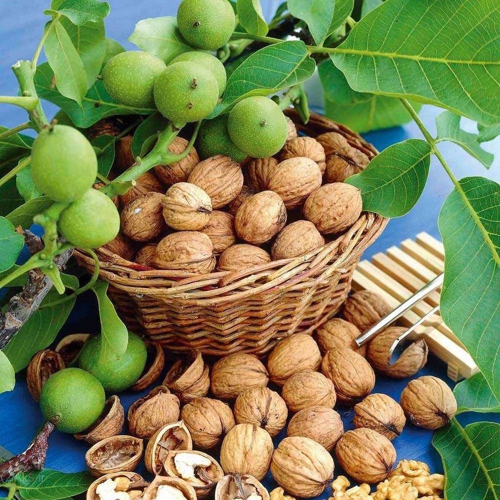 گردو
