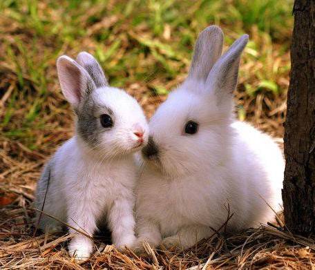 موش و خرگوش